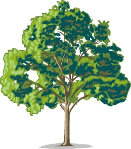 tree45