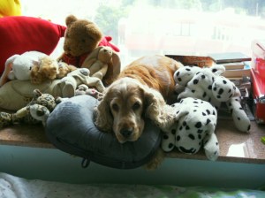 Bobby as a stuffed toy!